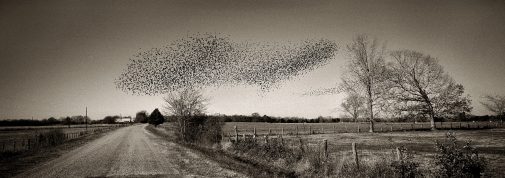 Jerry Siegel (American, b. 1958) Birds, Perry County, 2001, printed 2004 Archival inkjet print