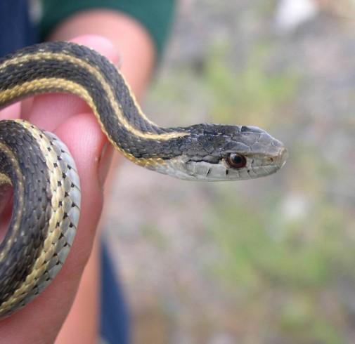 Sparkman Studies Snakes